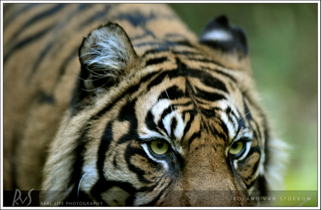 Sumatra Tiger - Close-up