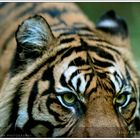 Sumatra Tiger - Close-up