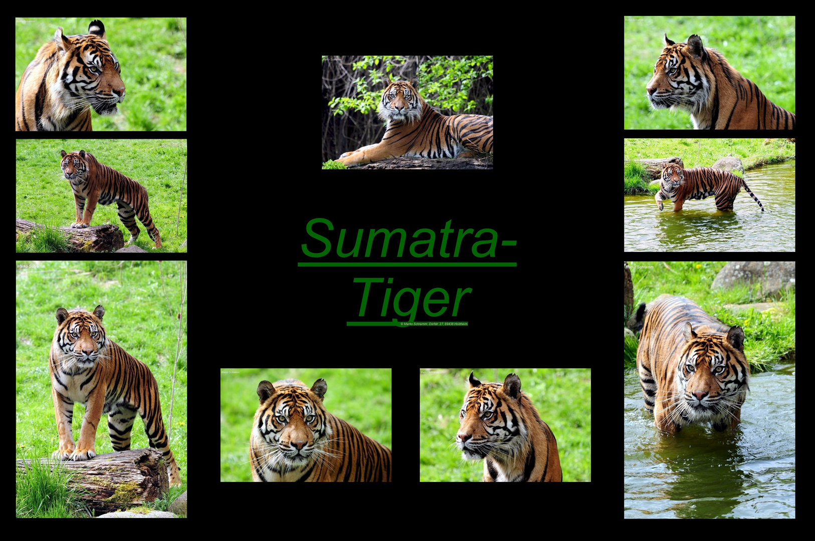 Sumatra-Tiger Collage