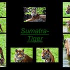Sumatra-Tiger Collage