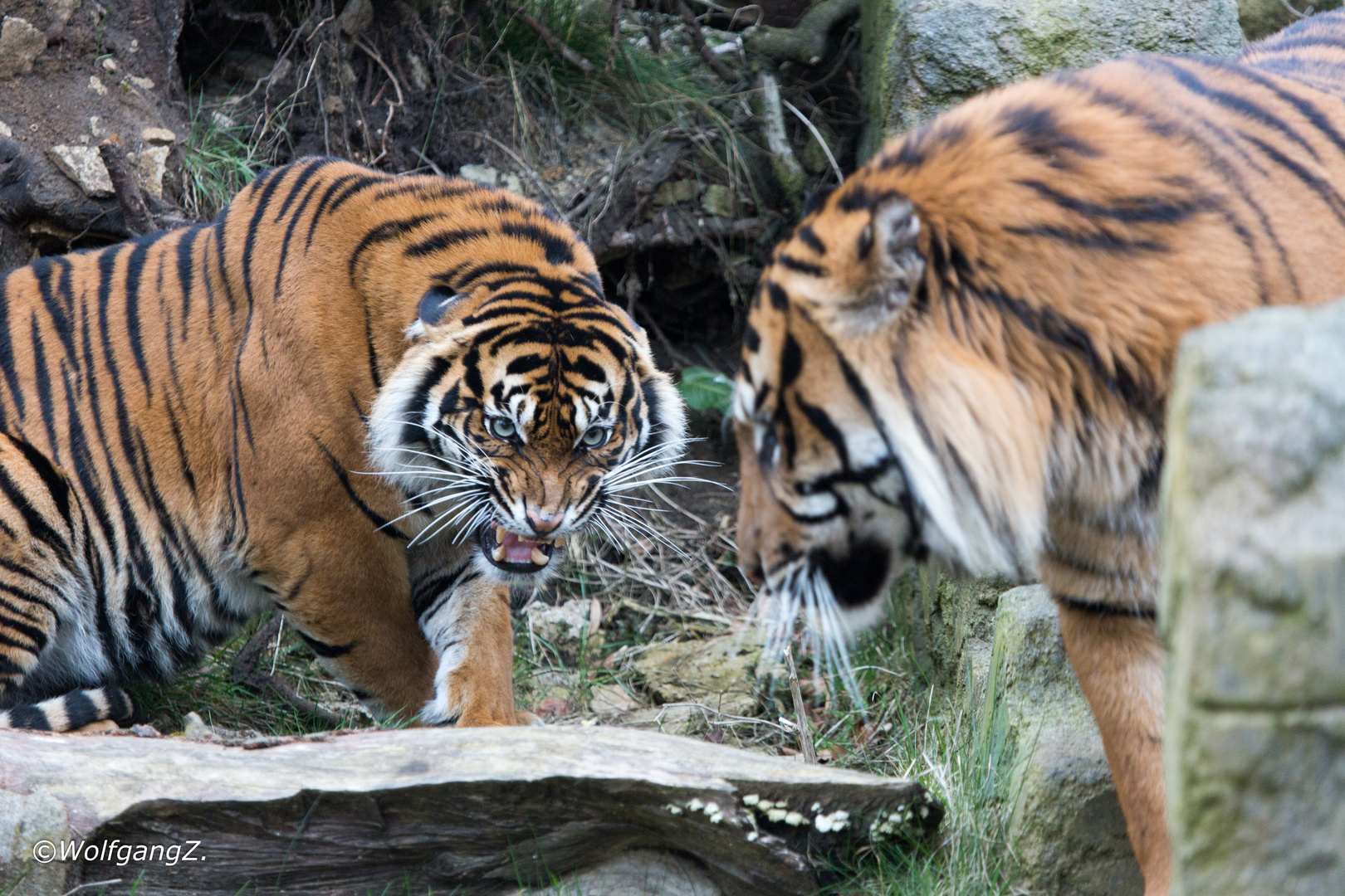 Sumatra Tiger