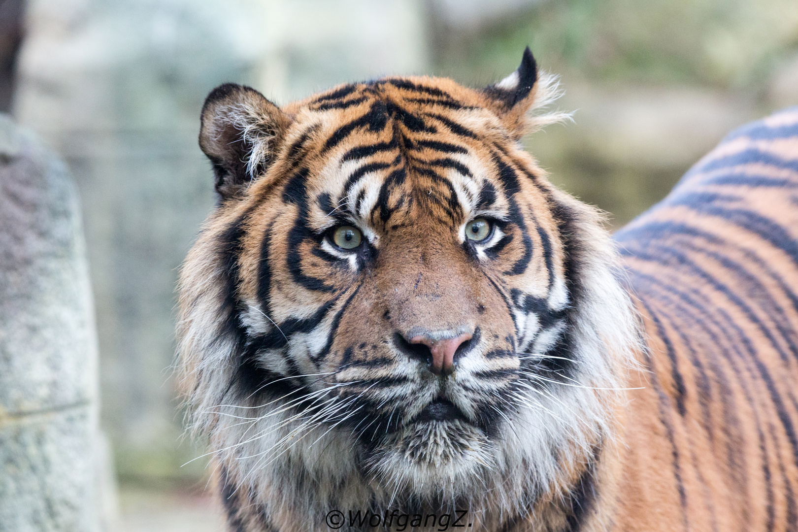 Sumatra - Tiger
