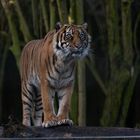 Sumatra-Tiger