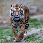 Sumatra Tiger Diana