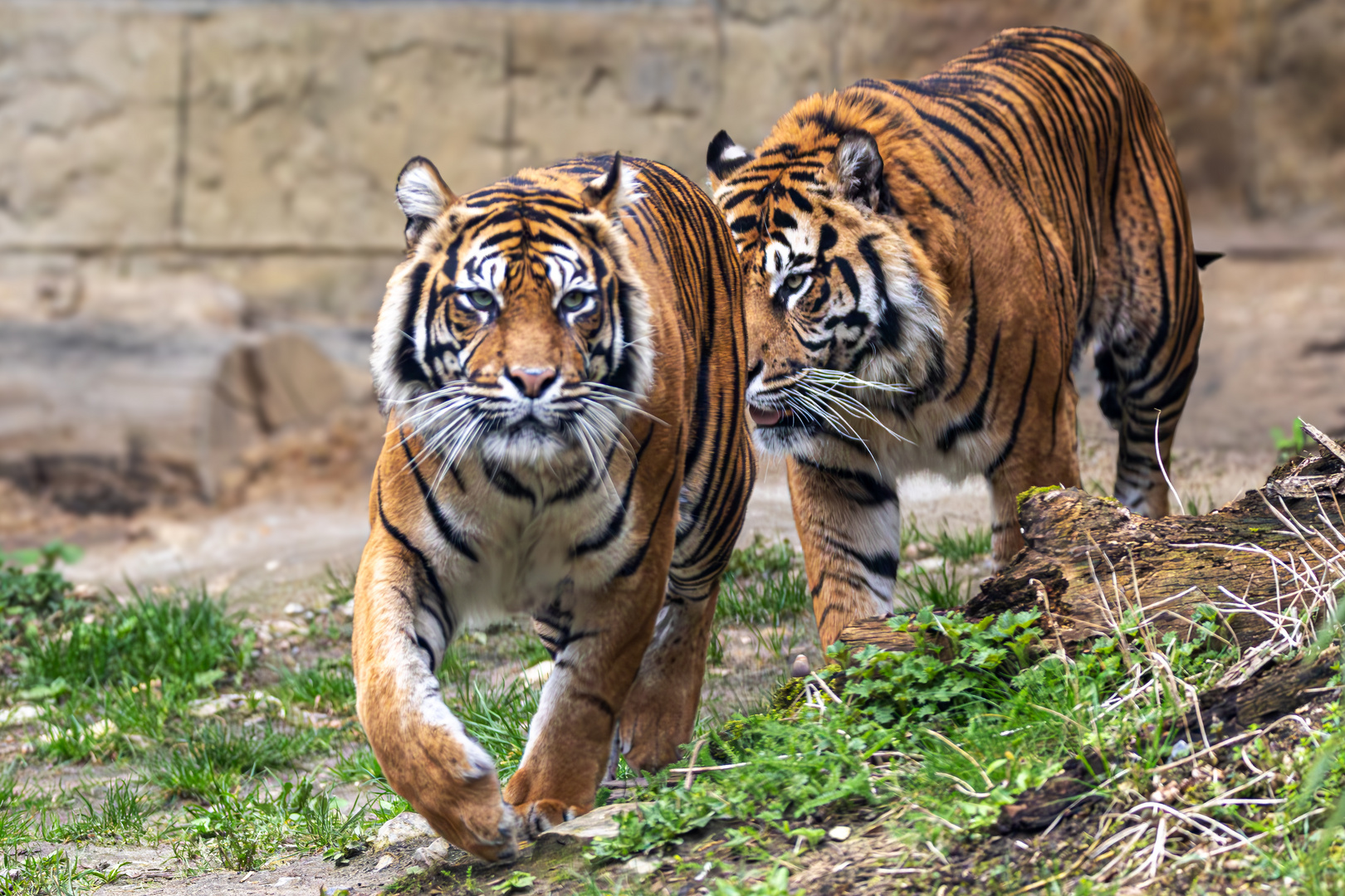 Sumatra Tiger Diana & Tilak