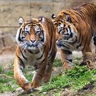 Sumatra Tiger Diana & Tilak