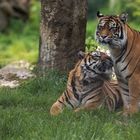 Sumatra Tiger Diana & Tilak