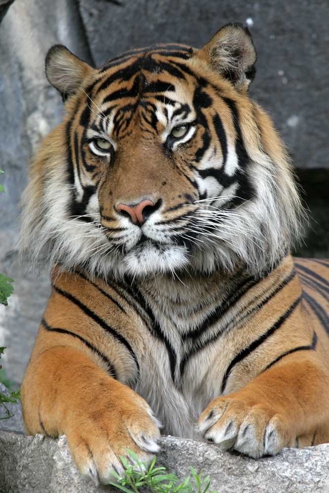 Sumatra Tiger