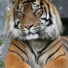 Sumatra Tiger