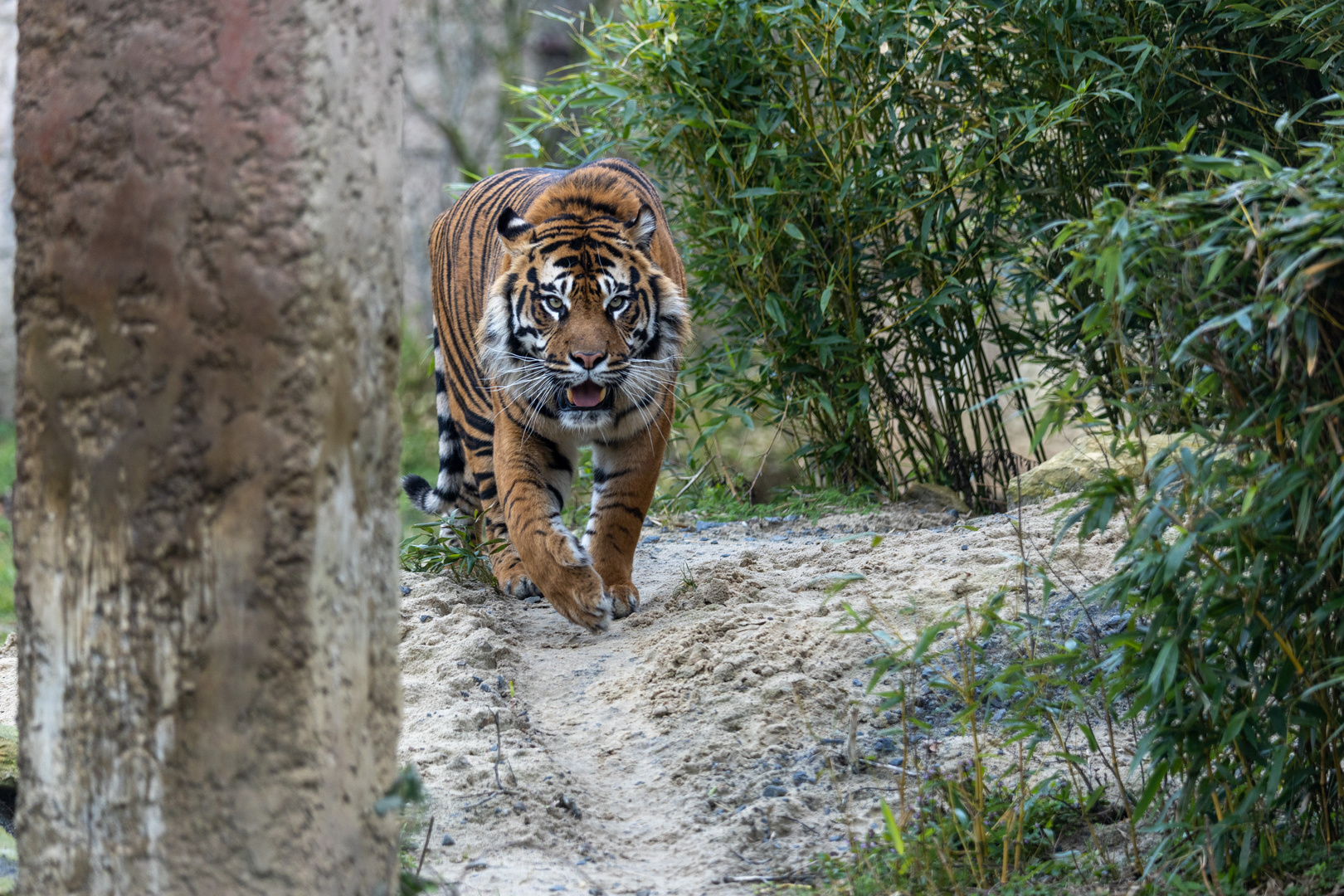 Sumatra-Tiger