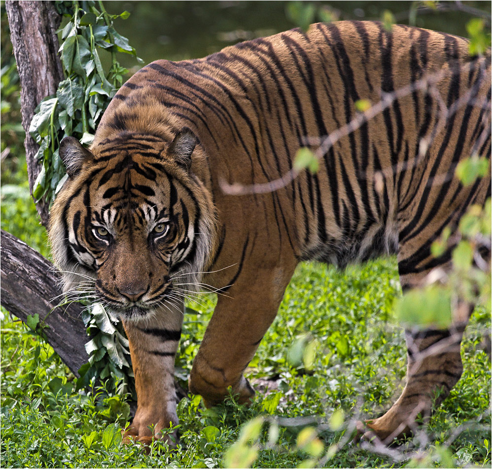 SUMATRA-TIGER