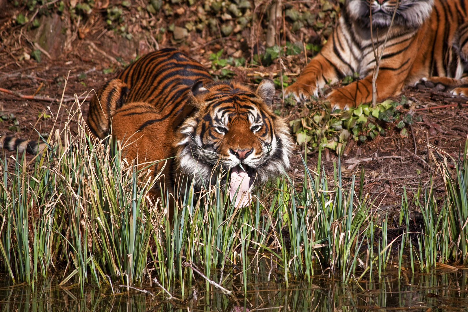 Sumatra-Tiger