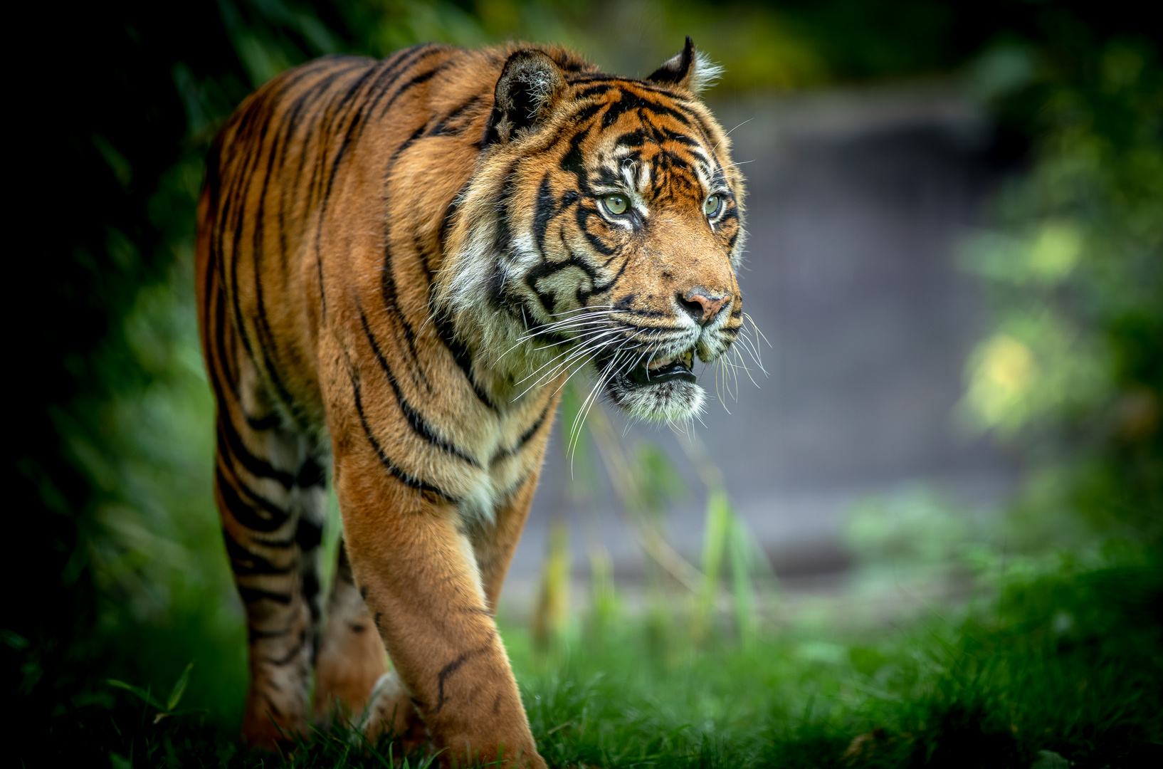 Sumatra Tiger