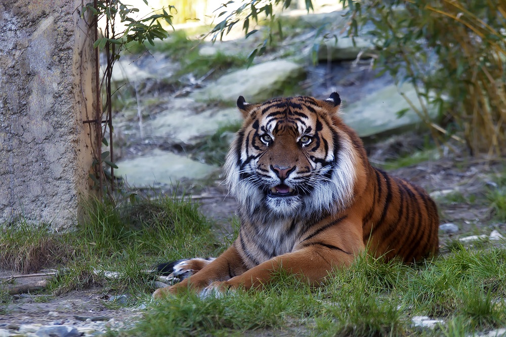 Sumatra Tiger