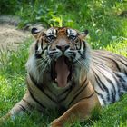 Sumatra Tiger - ich fress dich auf!