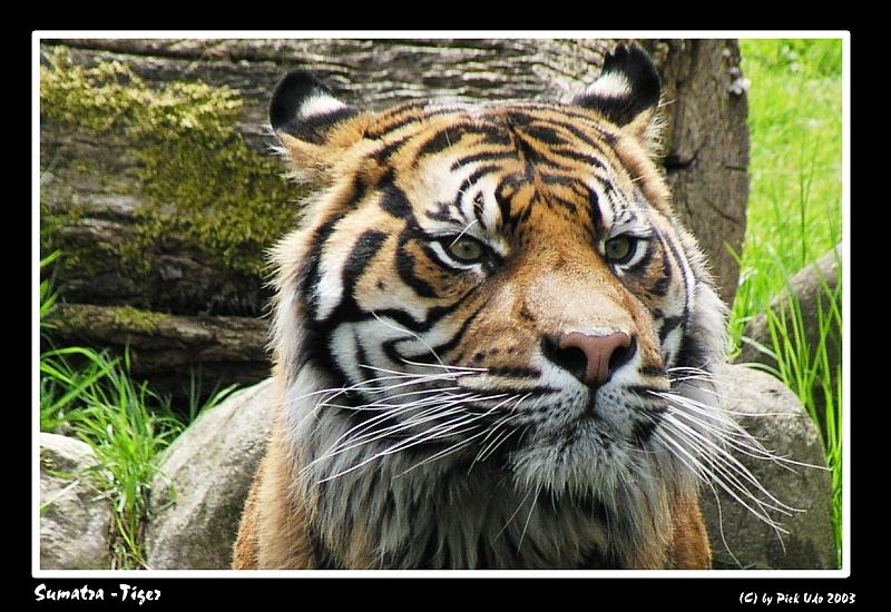 Sumatra - Tiger im Augsburger Zoo (Jaques)