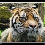 Sumatra - Tiger im Augsburger Zoo (Jaques)