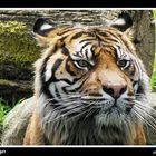 Sumatra - Tiger im Augsburger Zoo (Jaques)