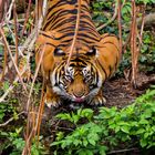 Sumatra Tiger im Frankfurter Zoo