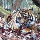 Sumatra Tiger im Frankfurter Zoo