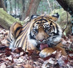 Sumatra Tiger im Frankfurter Zoo