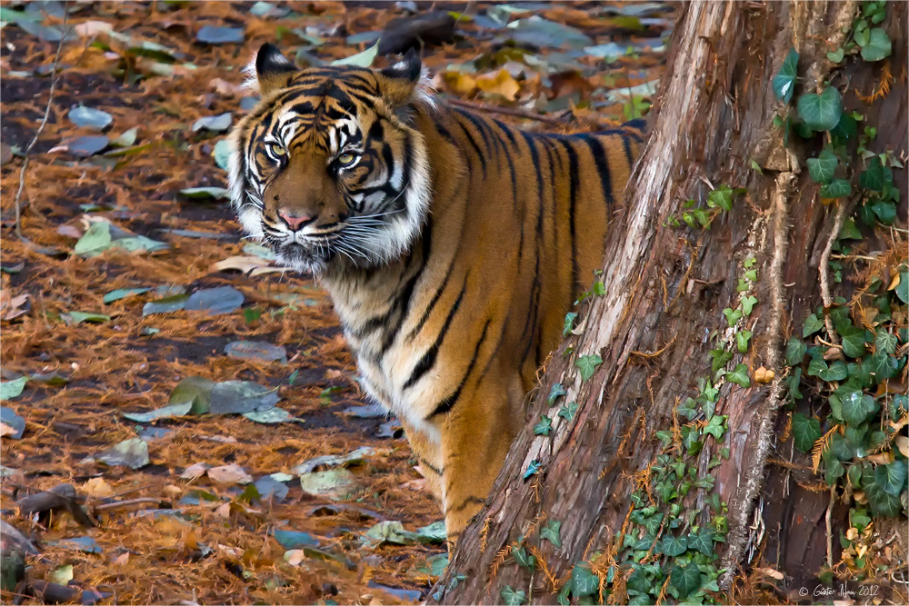 Sumatra Tiger im Frankfurter Zoo