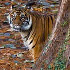 Sumatra Tiger im Frankfurter Zoo