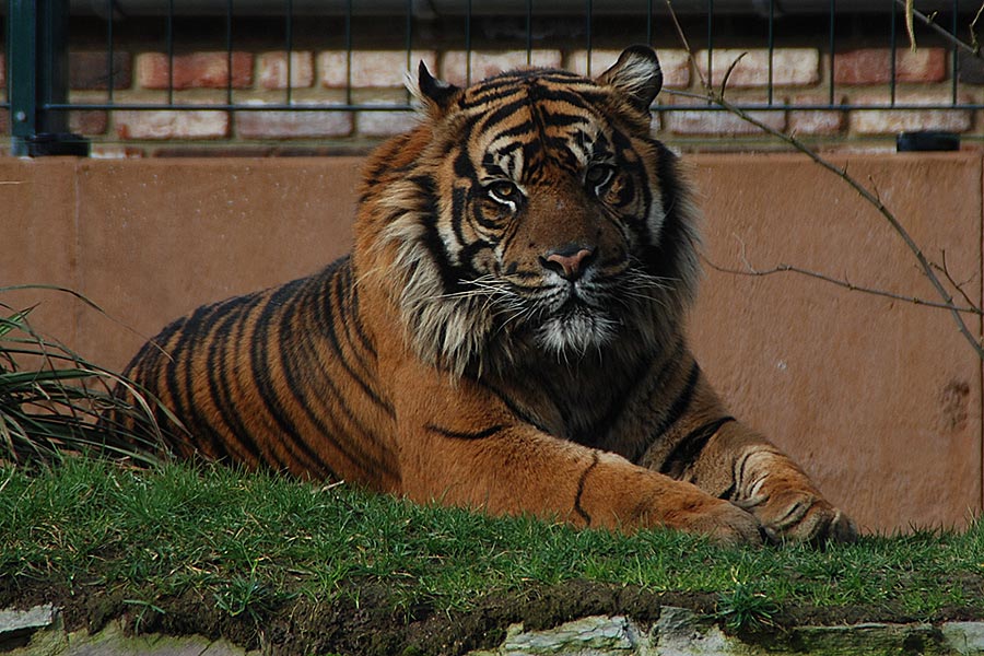 Sumatra-Tiger im Krefelder Zoo