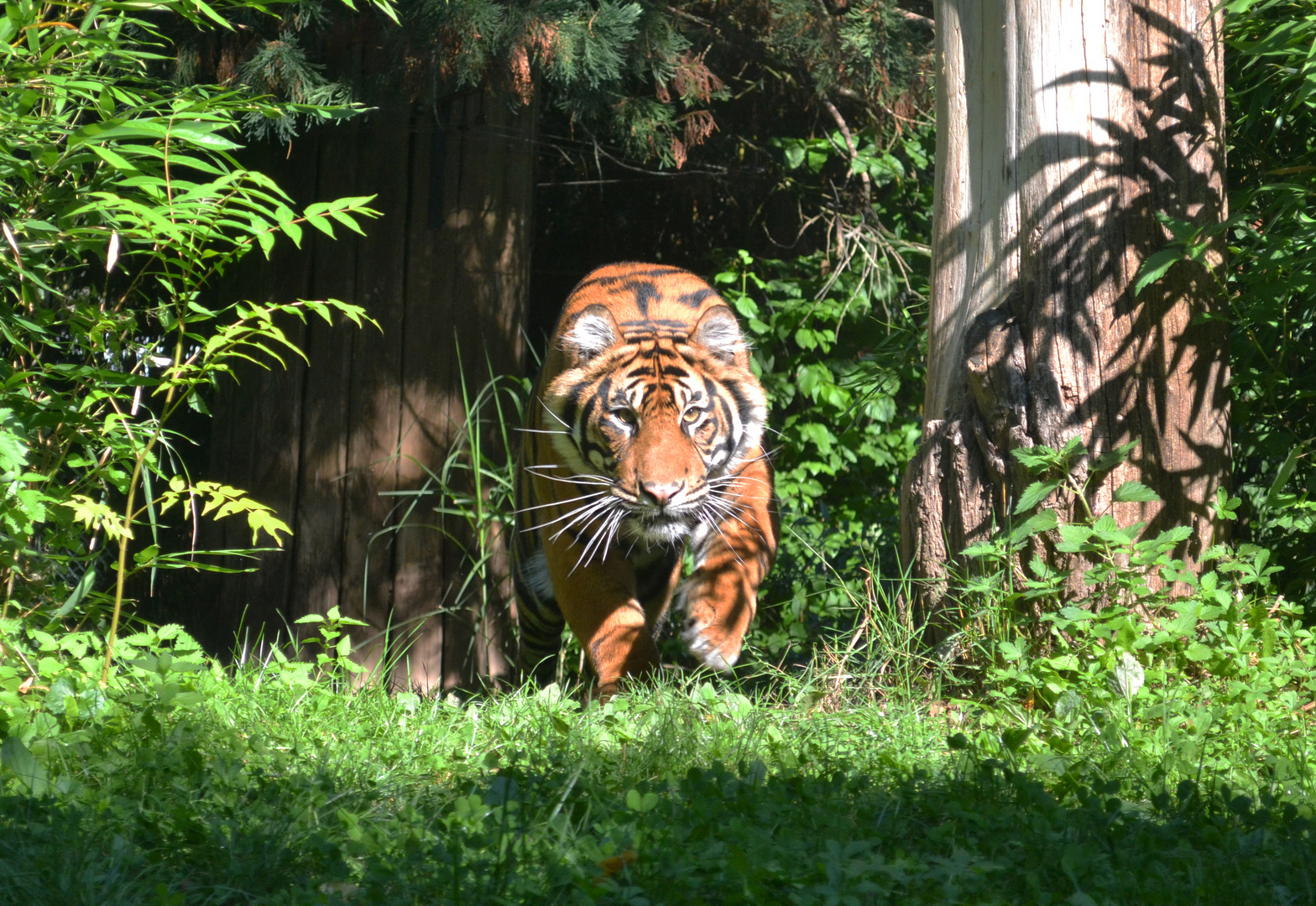 Sumatra-Tiger im Zoo Heidelberg