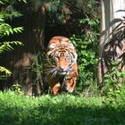 Sumatra-Tiger im Zoo Heidelberg