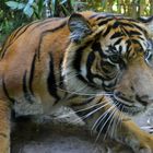 Sumatra-Tiger im Zoo Heidelberg