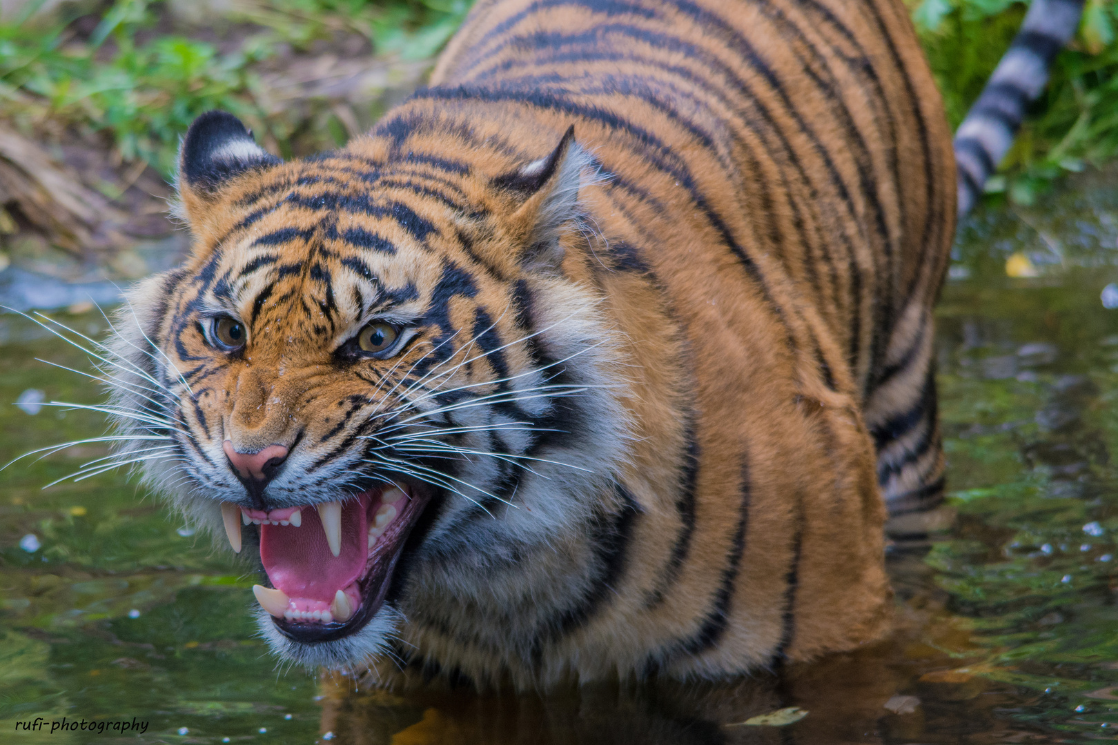 Sumatra Tiger im Zoologischen Garten Augsburg