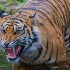 Sumatra Tiger im Zoologischen Garten Augsburg