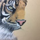 Sumatra Tiger in Pastell - noch in Arbeit