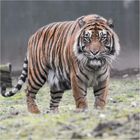 Sumatra-Tiger Kabus