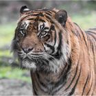 Sumatra-Tiger Kabus