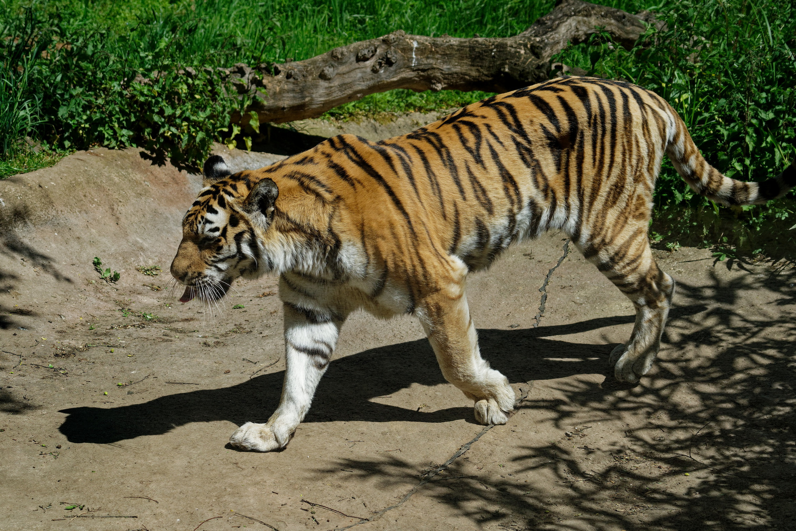 Sumatra Tiger läuft sein Revier ab