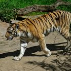 Sumatra Tiger läuft sein Revier ab