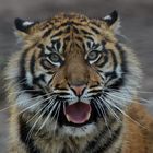 Sumatra-Tiger-Mädchen Tila