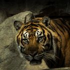 Sumatra - Tiger ....mal rüber geschaut zur anderen Seite ......