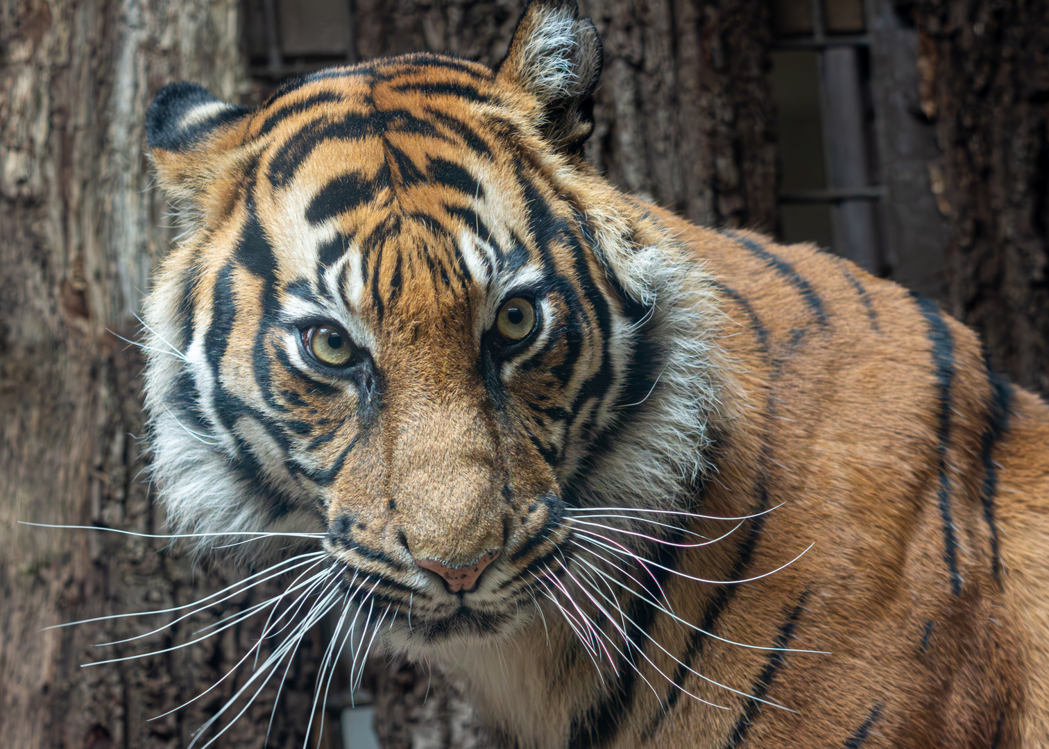 Sumatra Tiger Naga