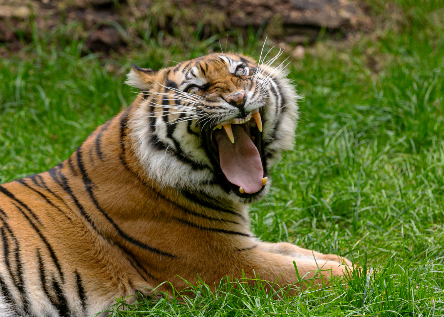 Sumatra Tiger Naga 