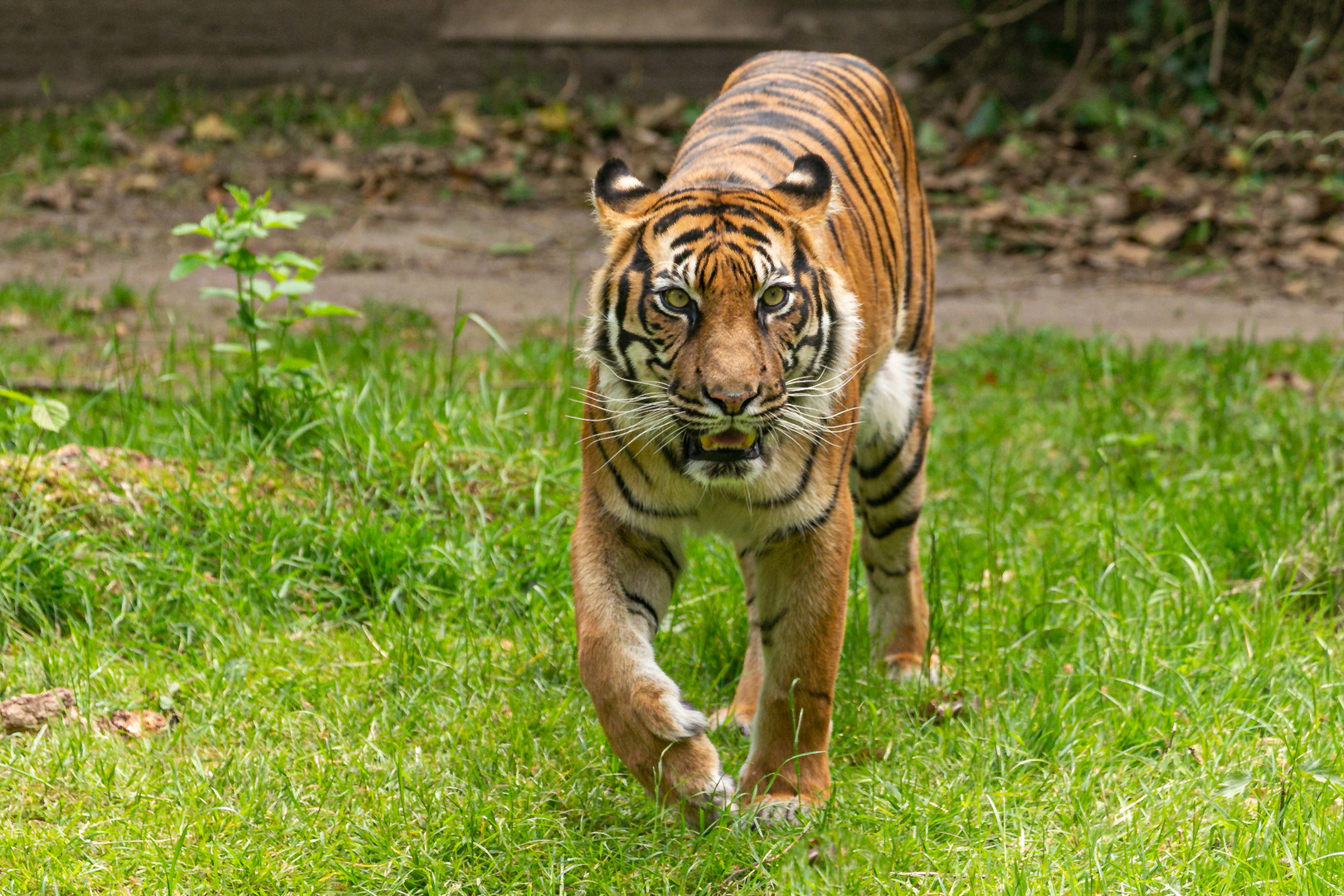 Sumatra-Tiger Naga