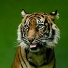 Sumatra Tiger Naga
