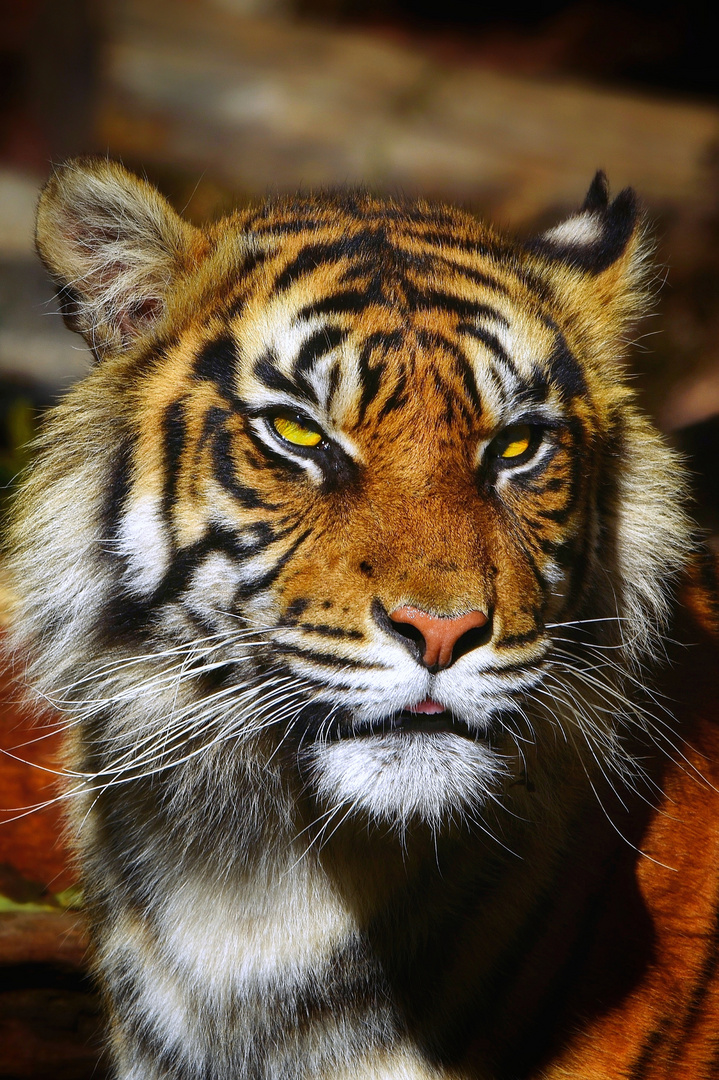 Sumatra-Tiger Portrait 