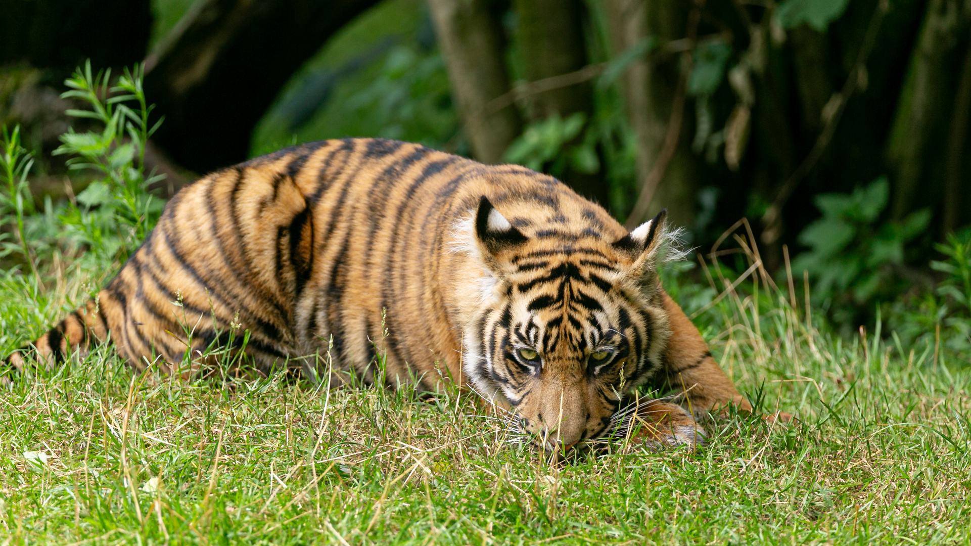 Sumatra Tiger Tailor