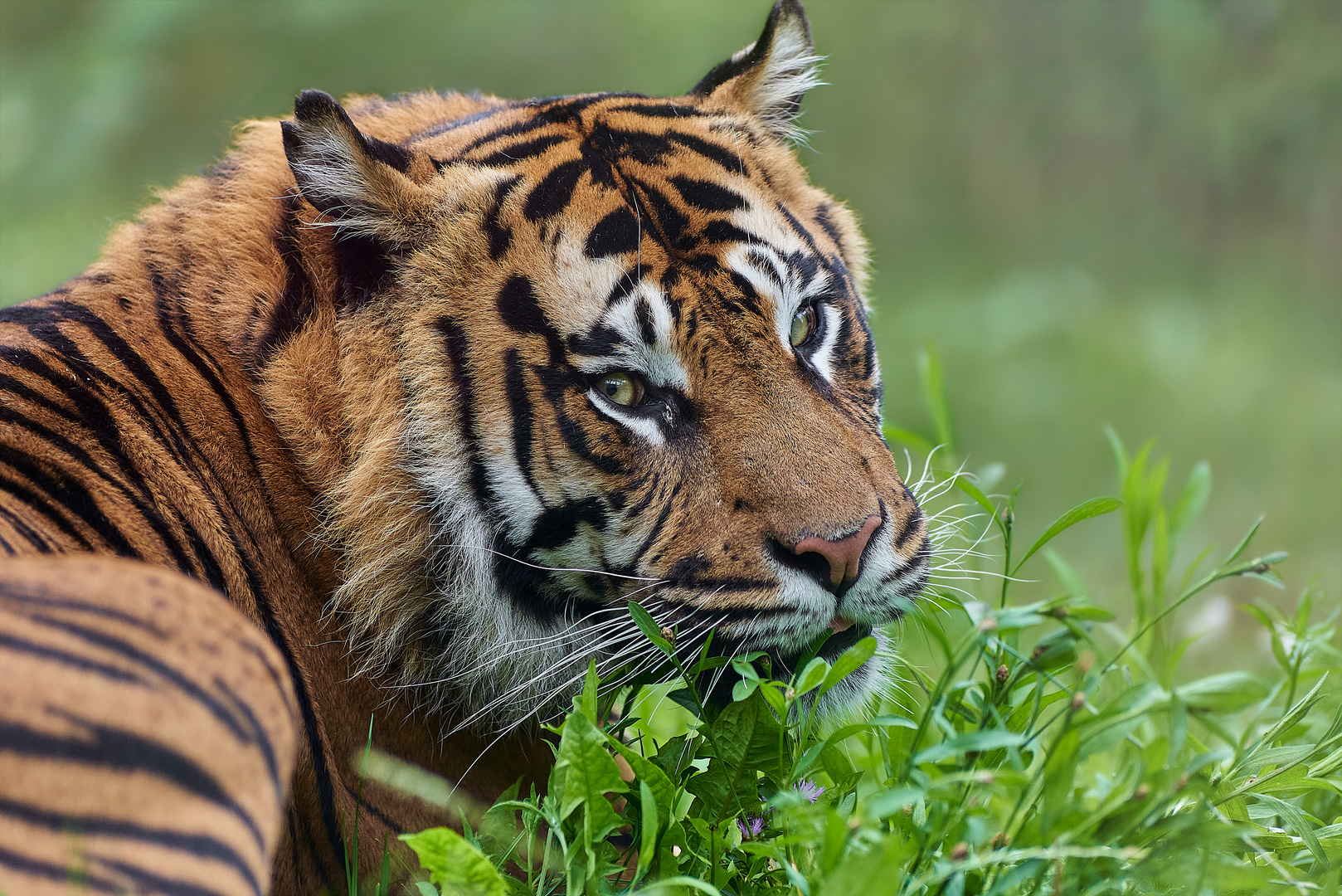 Sumatra Tiger Tilak aus dem Zoo Osnabrück 