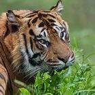 Sumatra Tiger Tilak aus dem Zoo Osnabrück 