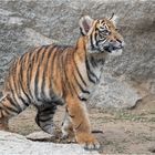 Sumatra-Tiger, vier Monate alt