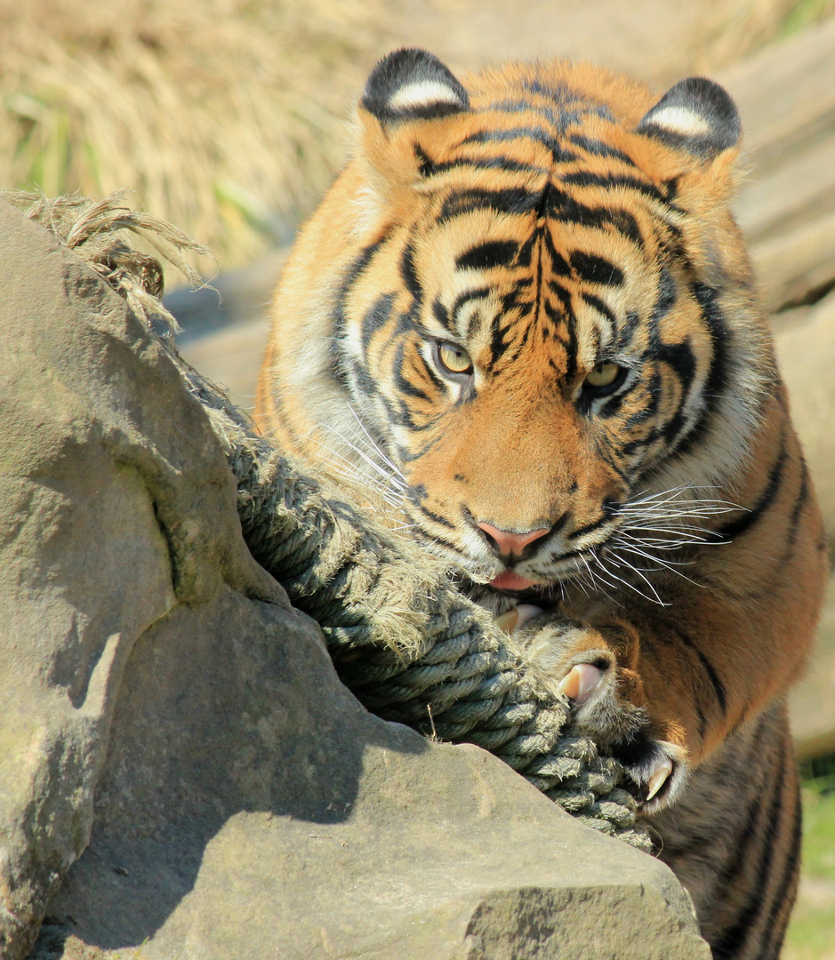 Sumatra-Tiger Zoo Krefeld